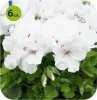 pelargonia angielska Snow
